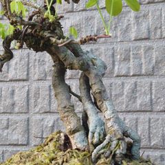 ユズ盆栽 根張り 根元太めゆず - メルカリ
