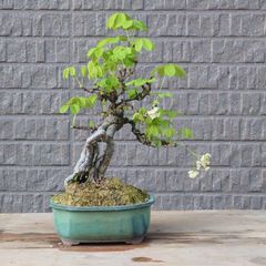 まゆみ 真弓 盆栽 小品 太幹 花もの 実物 樹高15㎝ - メルカリ