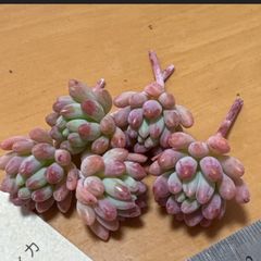 多肉植物 ピンクルルビー❣️抜き苗 - メルカリ