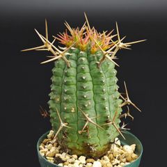 栄冠玉　サボテン　多肉植物　パロディア属　大株　貴重株 栄冠玉 サボテン 多肉植物 パロディア属 大株 貴重株 - メルカリ