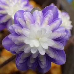 雪割草　大紫峰　(抜苗発送です。鉢植え、速達、ネコポスでの発送希望は別途商品購入願います)　検索用＃山野草＃ウチョウラン＃蘭のサムネイル