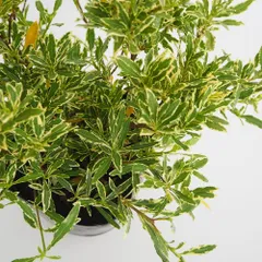 ＩＴＡＮＳＥ 斑入り姫クチナシ 5号 1個売り 庭木 カラーリーフ 学名：Gardenia jasminoides タイプ：アカネ科 矮性種でコンパクトな樹形 クリーム色の斑入り葉が美しい 純白の花から漂う甘い芳香 ガーデニア くちなし 鉢植えや盆栽、花壇の縁