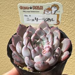 極上株 farmPALKさん苗 命名株 茜小鶴 札付き 花芽付き 多肉植物