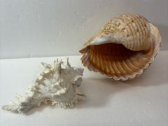 法螺貝 貝殻標本 24.5cm - メルカリ