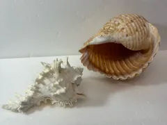 【貝殻  標本】2個  巻貝  貝殻  置物  インテリア