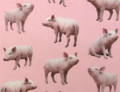 【ゆきちゃん限定】X2791 ブタ柄 ピンク コットン生地 1m