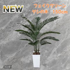 ユーカリ ポポラス苗 ポリアンセモス苗 130cm❗ 8号鉢 大型 可愛い丸葉 