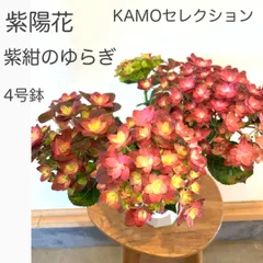 【母の日ギフト】 アジサイ　鉢植え・苗・苗木　カモセレクション　紫紺のゆらぎ　　★ドライフラワーに向きやすい品種！　　★4号鉢　　★ご希望の方は花後の管理・植え替えの方法お伝えいたします　　　★写真のものを送ります！