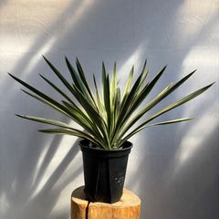 ユッカ レクルビフォリア ペンデュラ ダブルヘッド 特大株 幹立ち 希少