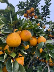 河内晩柑　家庭用（訳あり）　約8㎏