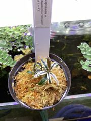 Bucephalandra sp. Variegata Hn:福袋 CAKUMI - メルカリ