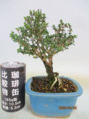 幸の煌コンパクト盆栽 皐月盆栽 さつき盆栽 サツキ盆栽 - メルカリ