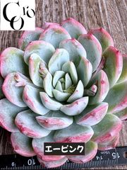 ☆多肉植物 サフラン錦 シャフラン錦 エケベリア 韓国苗
