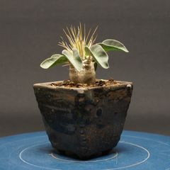 パキポディウム グラキリス バリバリ発根 現地株 塊根植物 caudex