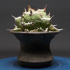 Agave titanota 蟹　龍球会産　中株　club Agave titanota 蟹 龍球会産 中株 club - メルカリ