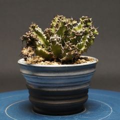 プセウドリトス クビフォルミス コレクション株 7.4cm 鉢のまま発送