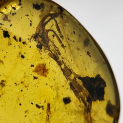 レア極上品 PA119 白亜紀の恐怖蟻きょうふありHaidomyrmex レア極上品 PA119 白亜紀の恐怖蟻きょうふありHaidomyrmex - メルカリ