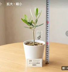 るむ様専用 オリーブの木 ミッションと品種不明オリーブ