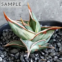 激レア サンスベリア　スタッキー 斑入り　多肉植物　ロリダ　ピングイキュラ ② 観葉植物 激レア サンスベリア スタッキー 斑入り 多肉植物 ロリダ