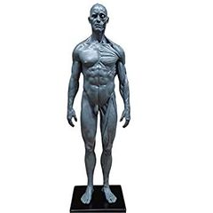 海洋堂 片桐裕司 ANATOMY BUST - メルカリ
