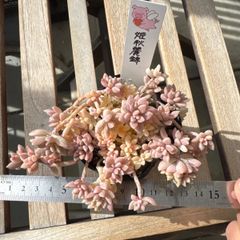古都の葉さん苗❣️キュートバブル❣️札付き❗️多肉植物 抜き苗