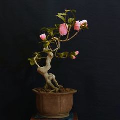 中国美術 翡翠玉石彫刻 桃の木 高75cm 箱付 玉石盆栽 未使用長期保管