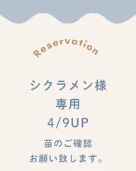 【シクラメン様専用】シルクロード、紫式部　7号鉢苗のサムネイル