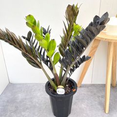 黒葉がカッコいい‼︎ ザミオカルカス レイヴン 6号鉢 観葉植物 - メルカリ