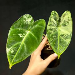 断*ぼ様 希少 アロカシア ヘテロフィラコラゾン - メルカリ