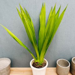 超絶希少❗️子株あり‼️サンスベリア バイビット✨ - メルカリ