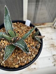 Coyote 安曇野 白鯨 Agave 子株 - メルカリ