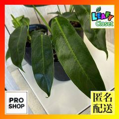 フィロデンドロン パトリシアエ｜タイ輸入株 2株入り - メルカリ