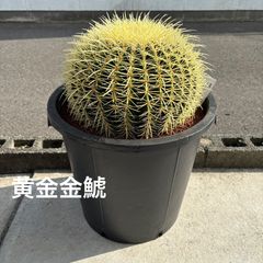 金鯱 赤鳳 8号 2鉢セット サボテン ドライガーデン ロックガーデン