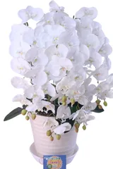 胡蝶蘭11輪5本立陶器鉢受け皿付き 光触媒品