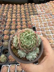 新入荷　10株の抜き苗セット　アメジストジェニー　多肉植物　佐川急便発送　エケベリア　セダム　韓国苗　CY0806