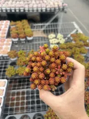 新入荷　10鉢の土鉢付きセット　ベリー　多肉植物　佐川急便発送　エケベリア　セダム　韓国苗　CY0808

