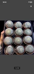 マミラリア 白星 Mammillaria plumosa サボテン 多肉植物のサムネイル