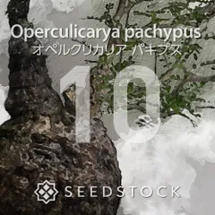 オペルクリカリアの種 Operculicarya pachypus 10粒 ゆうパケット発送のサムネイル