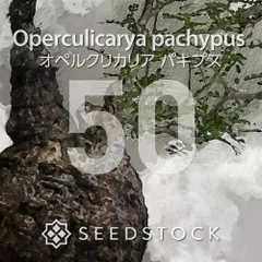 オペルクリカリアの種 Operculicarya pachypus 50粒 ゆうパケット発送のサムネイル