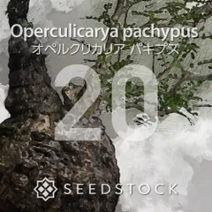 オペルクリカリアの種 Operculicarya pachypus 20粒 ゆうパケット発送のサムネイル