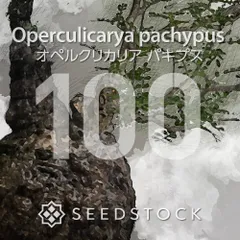 オペルクリカリアの種 Operculicarya pachypus 100粒 ゆうパケット発送のサムネイル