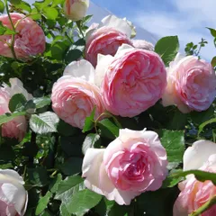 1鉢　ピエールドゥロンサール　6号花付き　バラ苗