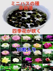 2026年最新】茶碗蓮 種の人気アイテム - メルカリ