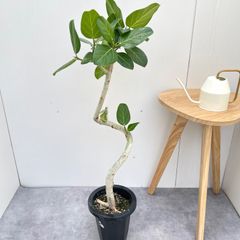 フィカス ベンガレンシス 螺旋 大きく 曲がり ゴムの木 屋外育成中 18