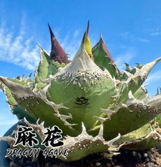 Dragon Agave産 アガベ 麻花 子株 ブツブツ 麻花龍 星空 冰雹 - メルカリ