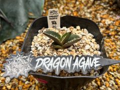 Dragon Agave産》アガベ チタノタ '麻花'（'麻花龍'）｜台湾アガベ、大