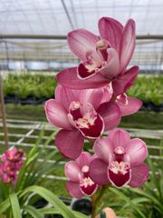 洋蘭 洋ラン 原種 カトレア Encyclia cordigera 大株開花中 洋ラン 洋蘭 原種 カトレア E. cordigera 'Hinomaru' - メルカリ