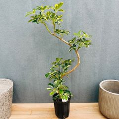 再入荷】シェフレラ ウォルシー 上質な佇まい 曲がり 観葉 calm cafe