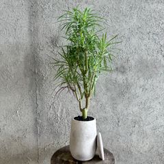 幹太 エバーフレッシュ 曲がり仕立て 陶器鉢 植え込み発送 - メルカリ