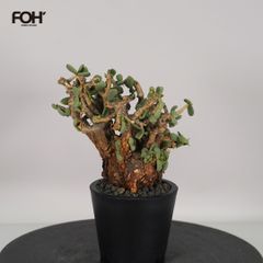 カムイピリカ12kg(3kg×4袋) カムイピリカ12kg(3kg×4袋) - メルカリ